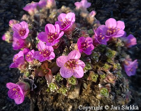 Saxifraga oppositifolia 'Rekvik', sinirikko